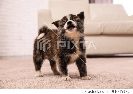 Cute Akita inu puppy indoors. Friendly dog Cute Akita inu puppy indoors. Friendly dog 91035982