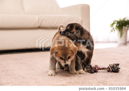 Cute Akita inu puppies with toy indoors. Friendly dogs Cute Akita inu puppies with toy indoors. Friendly dogs 91035984
