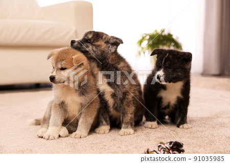 Cute Akita inu puppies indoors. Friendly dogs Cute Akita inu puppies indoors. Friendly dogs 91035985
