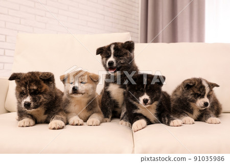 Cute Akita inu puppies on sofa indoors. Friendly dogs 91035986