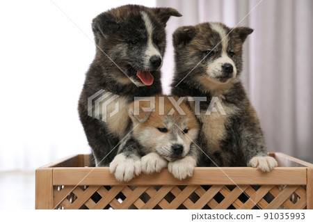 Akita inu puppies in wooden crate indoors. Lovely dogs Akita inu puppies in wooden crate indoors. Lovely dogs 91035993