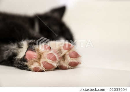 Akita inu puppy on sofa, closeup view of paws. Cute dog Akita inu puppy on sofa, closeup view of paws. Cute dog 91035994