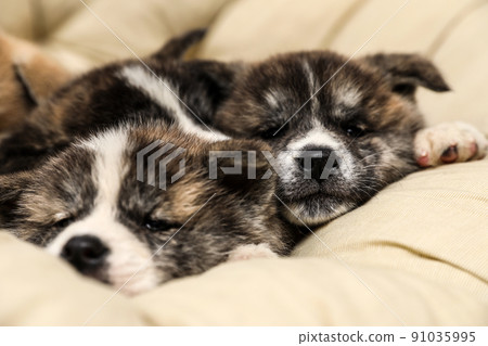 Akita inu puppies on pet pillow. Cute dogs Akita inu puppies on pet pillow. Cute dogs 91035995