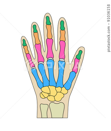 Human hand bones anatomy. Colored hand parts structure. Human wrist diagram vector illustration. 91036158
