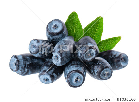 Honeysuckle with green leaves isolated on white background. Ripe berries of honeysuckle. Clipping path. 91036166