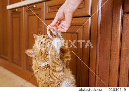 Funny ginger old cat eating piece of meat from the owners hand 91036249