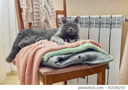 Gray british cat keep warm in autumn winter cold season near heating radiator 91036250