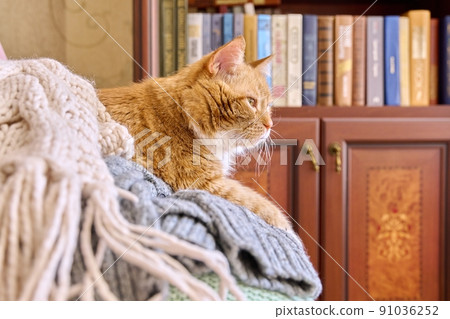 Big red cat lying on an armchair with winter warm knitted things Big red cat lying on an armchair with winter warm knitted things 91036252
