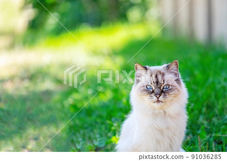Persian cat on the lawn. Portrait. Close-up. Looks at the camera Persian cat on the lawn. Portrait. Close-up. Looks at the camera 91036285