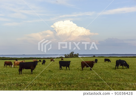 Steers and heifers raised with natural grass, Argentine  Steers and heifers raised with natural grass, Argentine  91036428