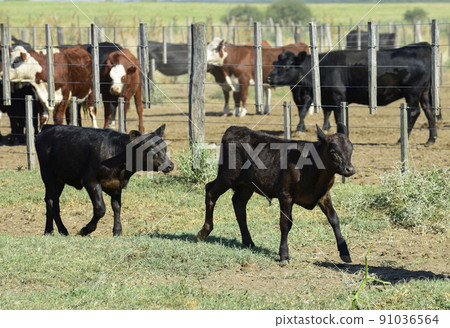 Steers and heifers raised with natural grass, Argentine meat production Steers and heifers raised with natural grass, Argentine meat production 91036564