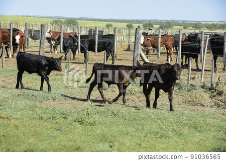 Steers and heifers raised with natural grass, Argentine meat production 91036565
