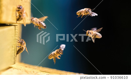 A group of bees near the hive in flight A group of bees near the hive in flight 91036610