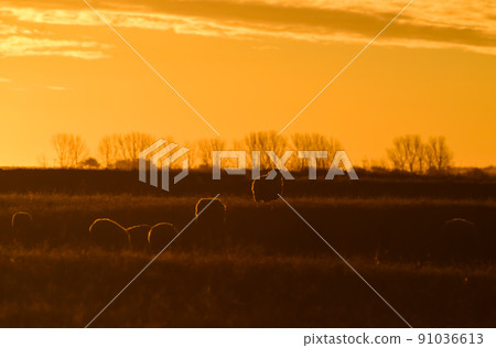 Sheep in rural sunset landscape,Patagonia,Argentina 91036613