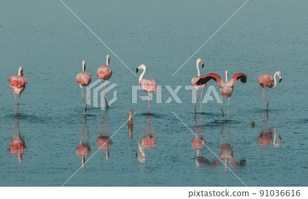 Flock of pink flamingos in a salty lagoon,Patagonia, Flock of pink flamingos in a salty lagoon,Patagonia, 91036616
