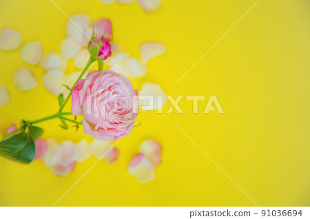 A rose flower stands on the side on a yellow background surrounded by petals with space for text. High quality photo A rose flower stands on the side on a yellow background surrounded by petals with space for text. High quality photo 91036694