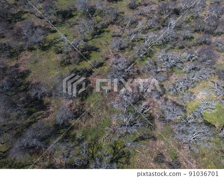 Pampas forest, Calden tree, Prosopis Caldenia,  91036701