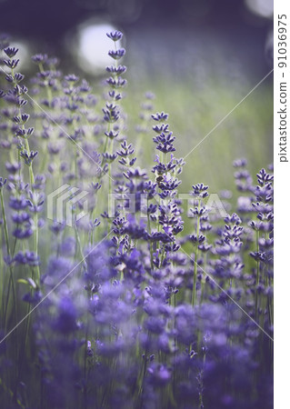 natural background of lavender 91036975