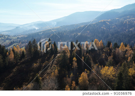 Autumn pine forest on a hill 91036976