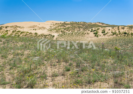 spring dry steppe with flowering feather grass in the vicinity of the sand dune Sarykum, Dagestan spring dry steppe with flowering feather grass in the vicinity of the sand dune Sarykum, Dagestan 91037251