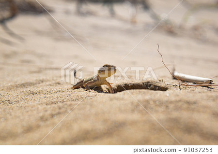 portrait of desert lizard secret toadhead agama near its burrow portrait of desert lizard secret toadhead agama near its burrow 91037253