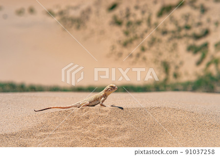 desert lizard secret toadhead agama (Phrynocephalus mystaceus) on the sand dune of Sarykum desert lizard secret toadhead agama (Phrynocephalus mystaceus) on the sand dune of Sarykum 91037258