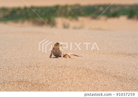 desert lizard Phrynocephalus mystaceus (secret toadhead agama) on the sand dune of Sarykum desert lizard Phrynocephalus mystaceus (secret toadhead agama) on the sand dune of Sarykum 91037259