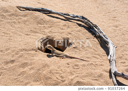 toadhead agama lizard near its burrow in the sand of the desert toadhead agama lizard near its burrow in the sand of the desert 91037264