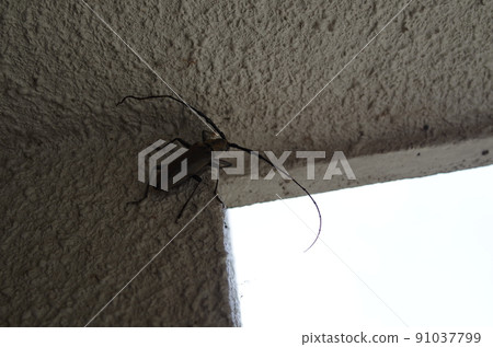 Lady beetle Lady beetle 91037799