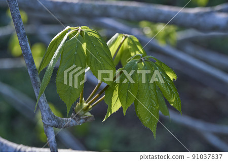 Cosiabra（濾油）野生植物 91037837