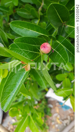 Carissa carandas , Mango yawning lemon on green leaf stalk Carissa carandas , Mango yawning lemon on green leaf stalk 91038042
