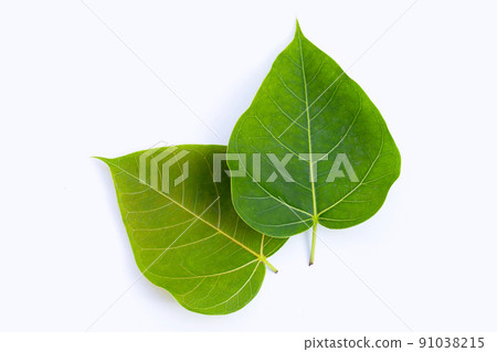 Green bodhi leaves on a white background. 91038215