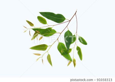 Eucalyptus leaves on white background. Eucalyptus leaves on white background. 91038313