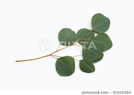 Green leaves of eucalyptus on white Green leaves of eucalyptus on white 91038364