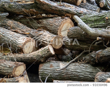 堆疊的樹木。 91038496