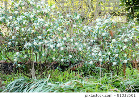 Daphne flower Daphne flower 91038501
