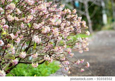 Daphne flower Daphne flower 91038502
