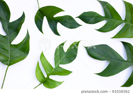 Monstera adansonii or monstera deliciosa liebm leaves on white background. Copy space 91038562