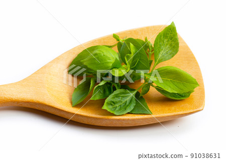 Sweet basil leaves on wooden spatula on white 91038631
