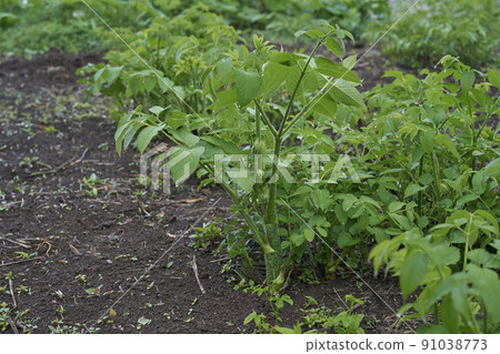 Udo (wild plants) 91038773