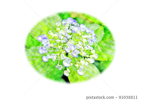 開花的“繡球花”水彩風格圖片字母 開花的“繡球花”水彩風格圖片字母 91038811