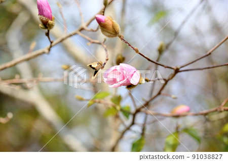 Flowers of Sidekobushi 91038827