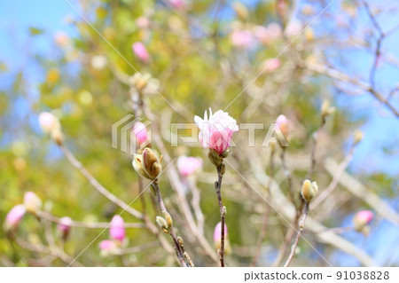 Sidekobushi花 Sidekobushi花 91038828