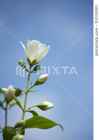 Philadelphus coronarius Mock Orange Philadelphus coronarius Mock Orange 91038981