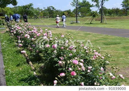 A view of the rose garden A view of the rose garden 91039000