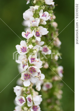 動詞來查邪 91039102