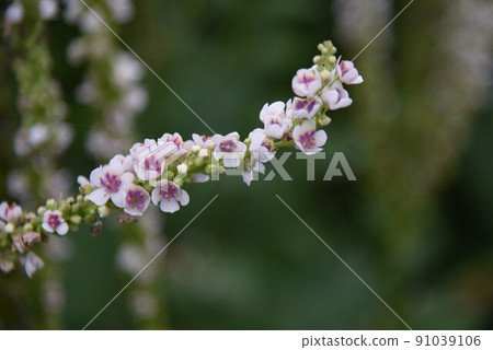 Verbus Come Chaxie 91039106