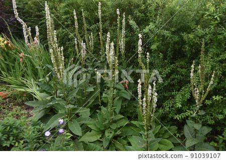 Verbus Come Chaxie Verbus Come Chaxie 91039107