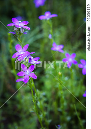 雛菊草 91039119