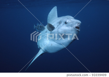 翻車魚 翻車魚 91039409